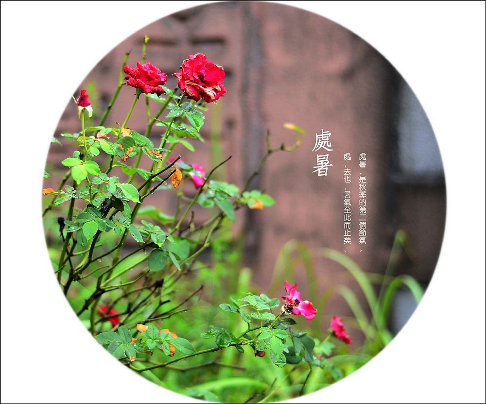 处暑.jpg 处暑.jpg