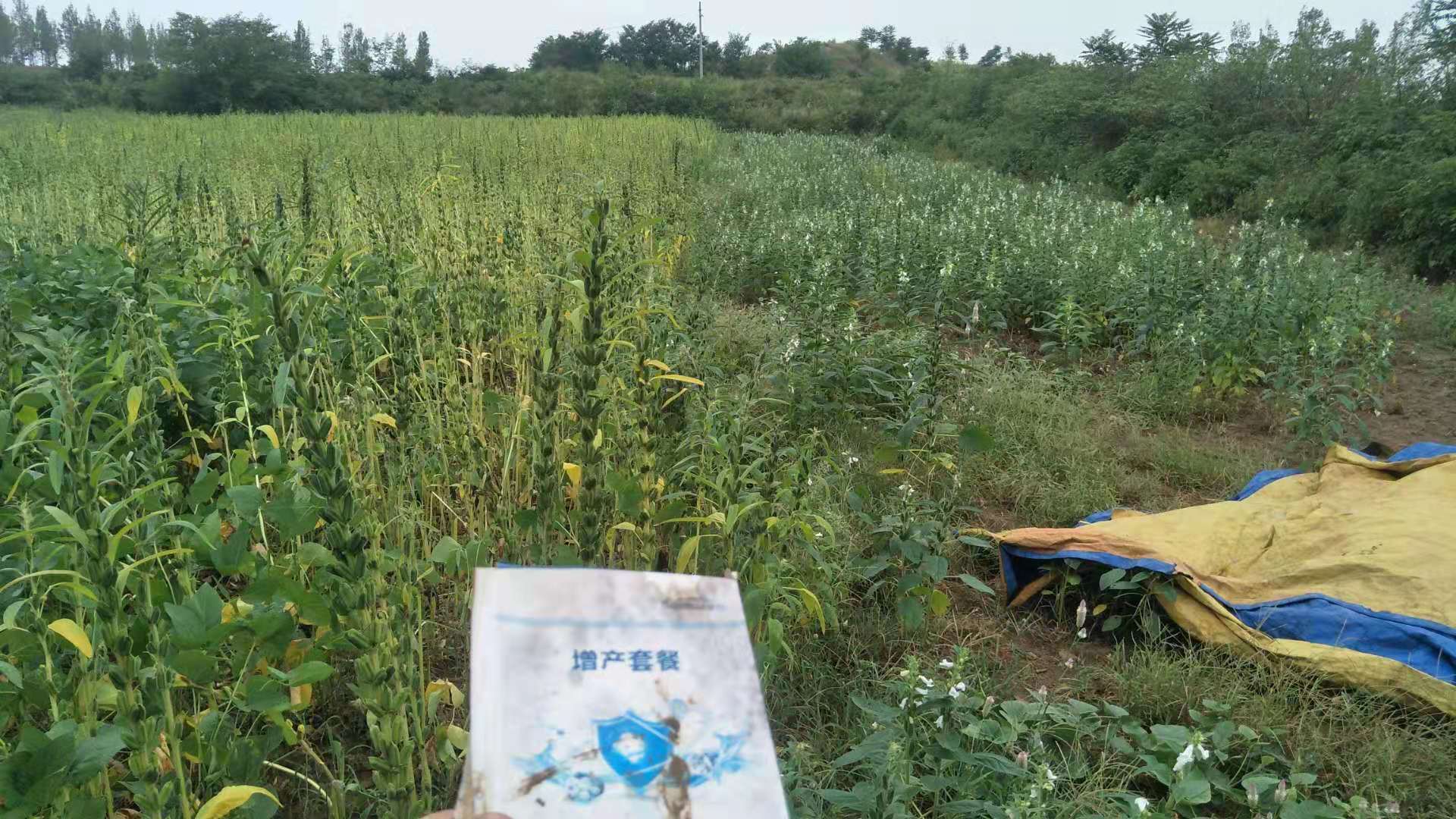 用药图.jpg 用药图.jpg