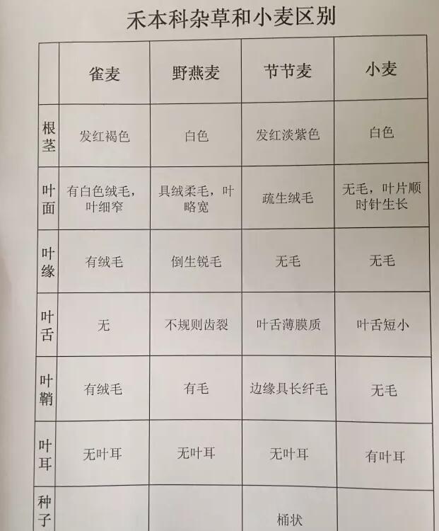 禾本科杂草和小麦的区别.jpg 禾本科杂草和小麦的区别.jpg