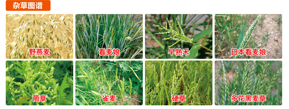防治草铺.gif 防治草铺.gif