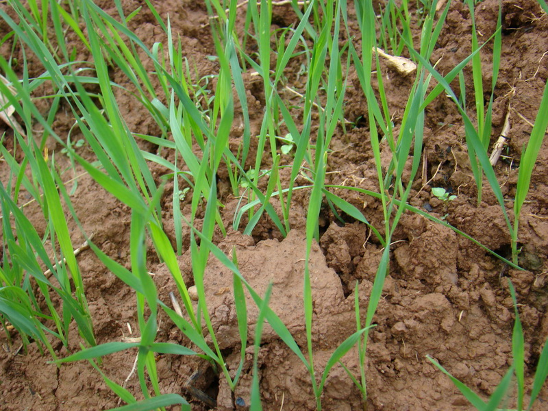 小麦3叶.jpg 小麦3叶.jpg