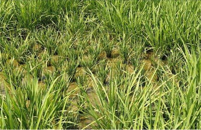 土壤粘重 土壤粘重