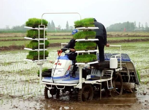 规模化种植 规模化种植
