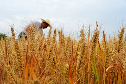 小麦丰收 小麦丰收