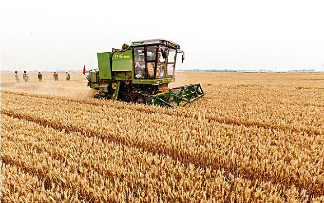 收割现场 收割现场
