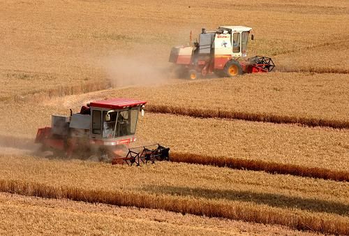 收割现场 收割现场