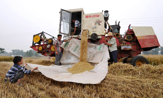 收割现场 收割现场