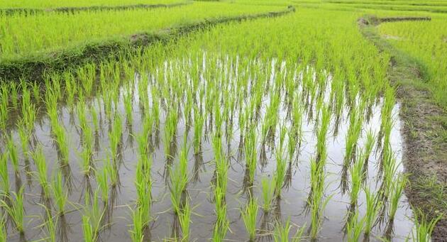 水稻1.jpg 水稻1.jpg