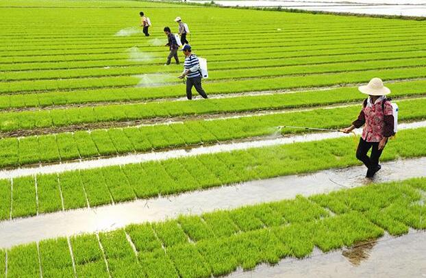 水稻2.jpg 水稻2.jpg