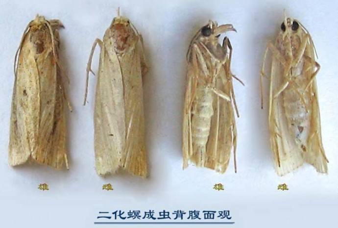 二化螟成虫.jpg 二化螟成虫.jpg