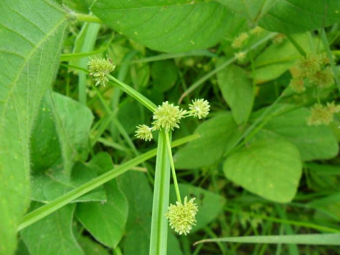 异型莎草 异型莎草