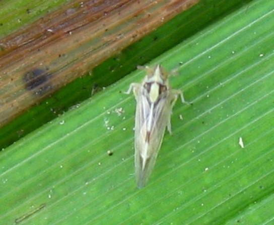稻飞虱 稻飞虱