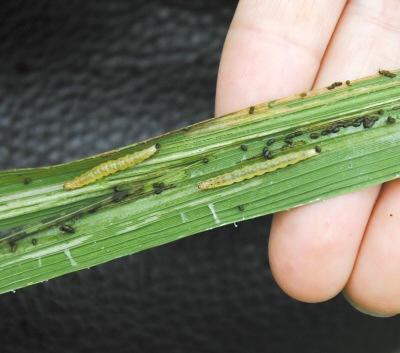 纵卷叶螟 纵卷叶螟