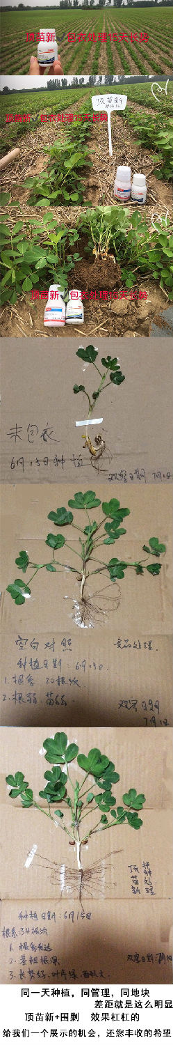 顶苗新+围剿试验结果 顶苗新+围剿试验结果