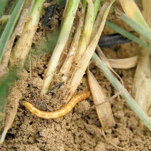 金针虫.jpg 金针虫.jpg