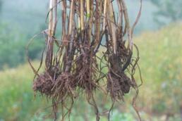 小麦全蚀病 小麦全蚀病