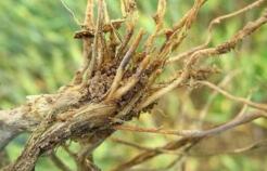 小麦全蚀病 小麦全蚀病