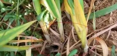 小麦纹枯病 小麦纹枯病