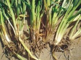 小麦纹枯病 小麦纹枯病