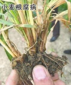 小麦根腐病 小麦根腐病