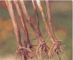 小麦根腐病 小麦根腐病