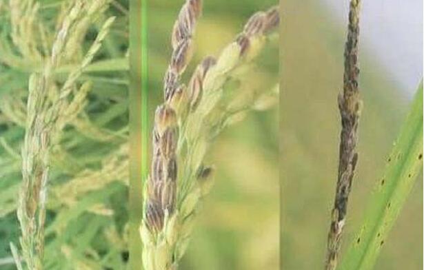 空秕粒水稻1.jpg 空秕粒水稻1.jpg