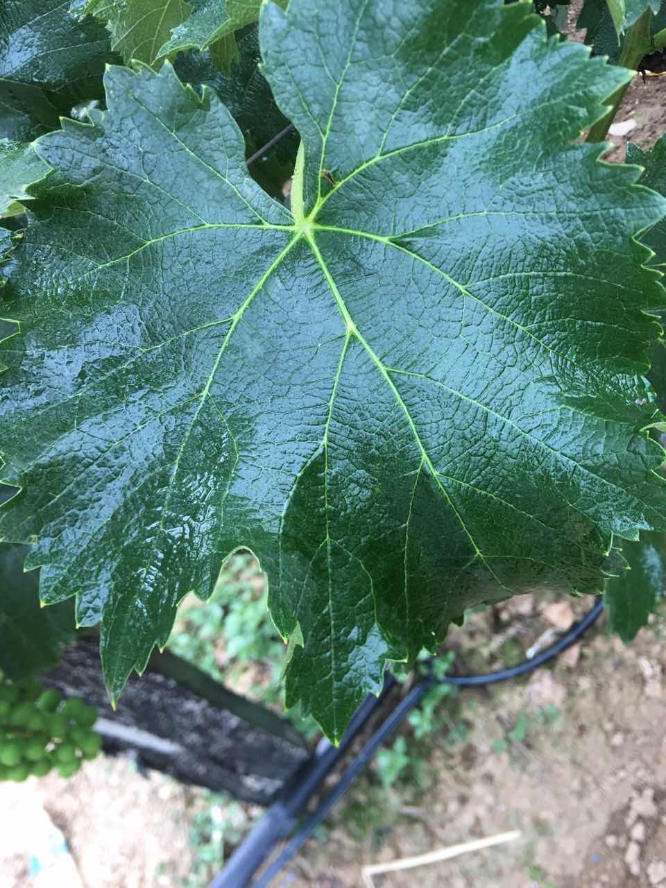 在葡萄上药液分布均匀