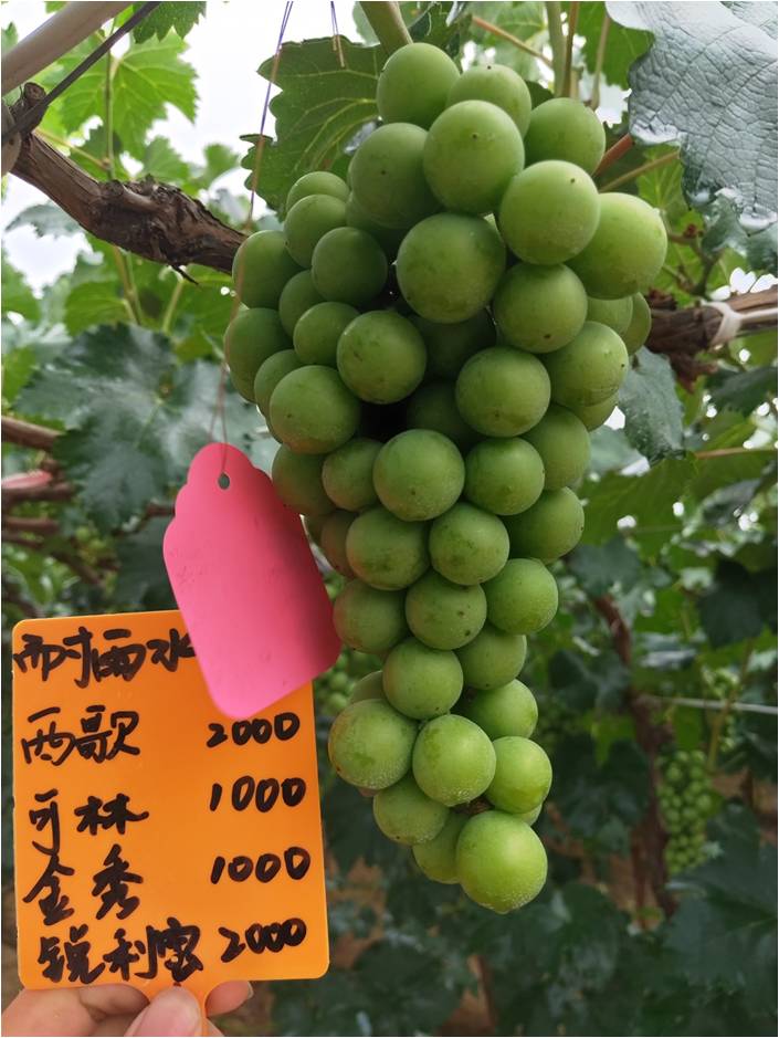 雨水冲刷可保留药液 雨水冲刷可保留药液
