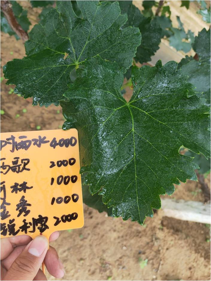 雨水冲刷可保留药液 雨水冲刷可保留药液