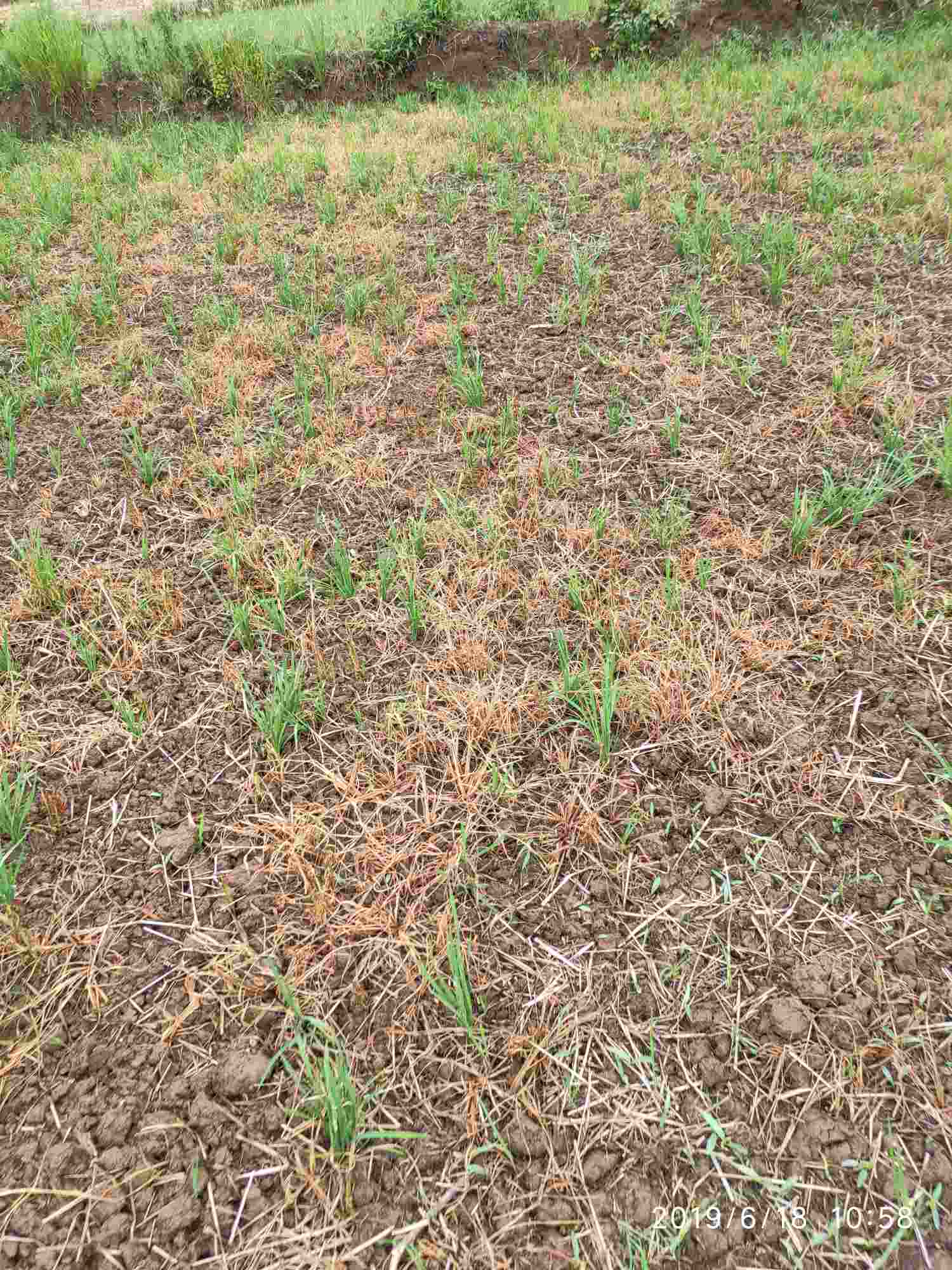 试验结果 试验结果