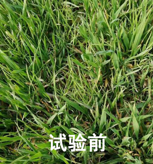 看麦娘,日本看麦娘,菵草