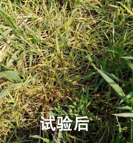 看麦娘,日本看麦娘,菵草