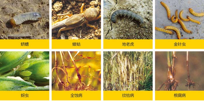 防治对象 防治对象