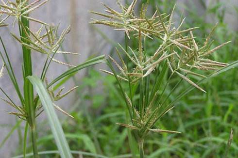 香附子.jpg 香附子.jpg