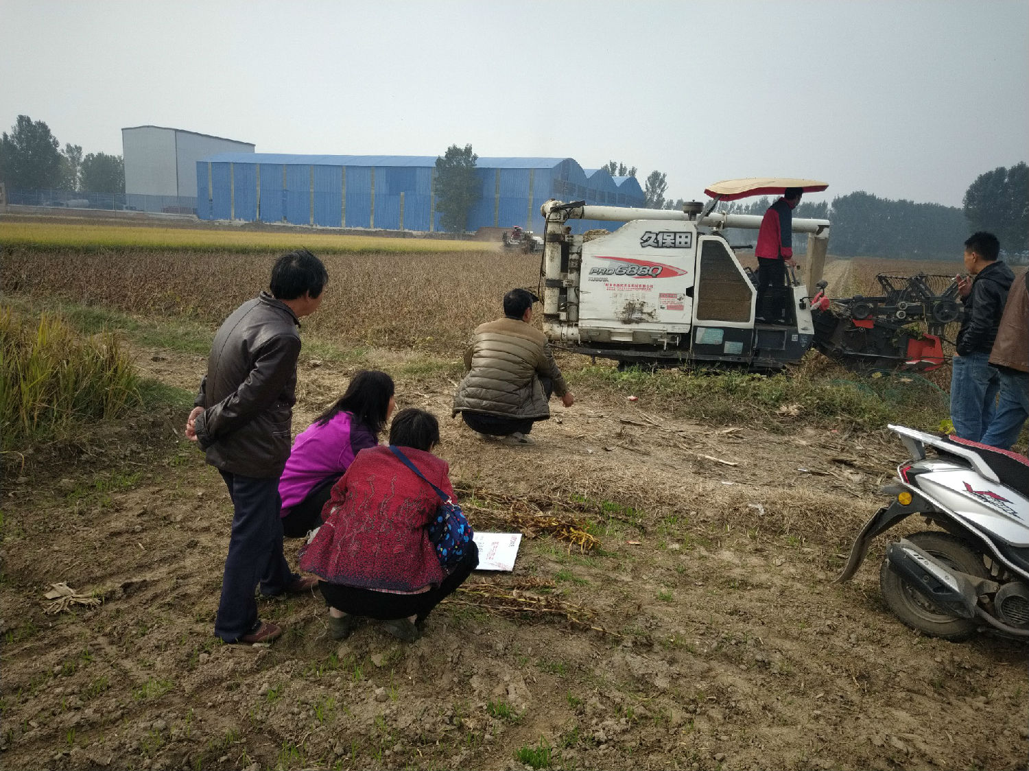 大豆收割 大豆收割