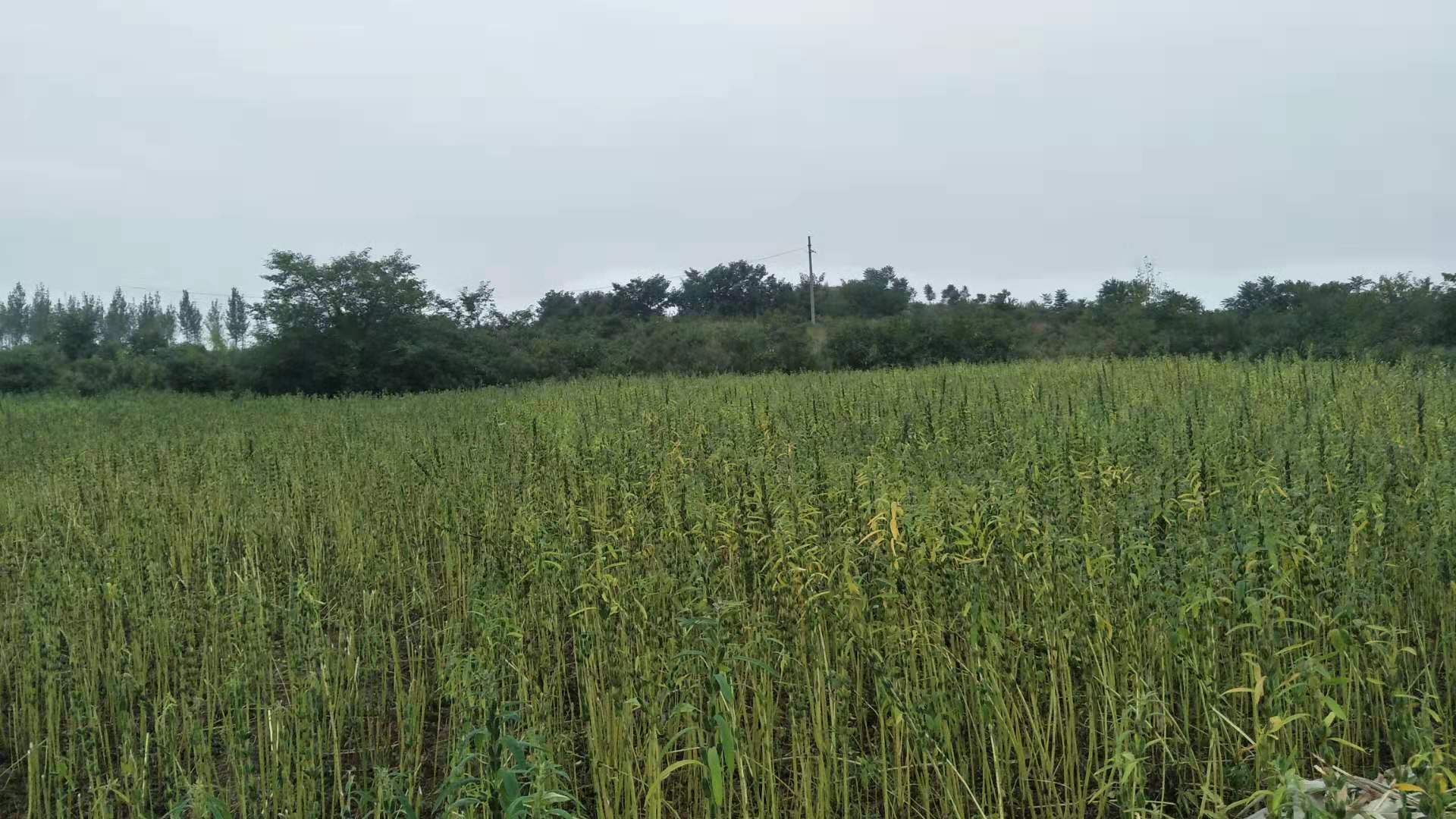 田间情况 田间情况