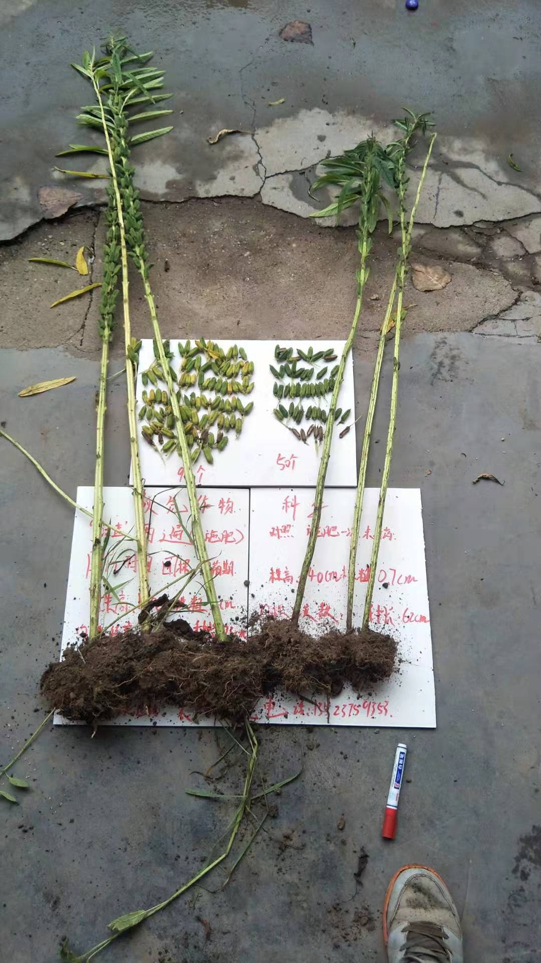 根部对比 根部对比