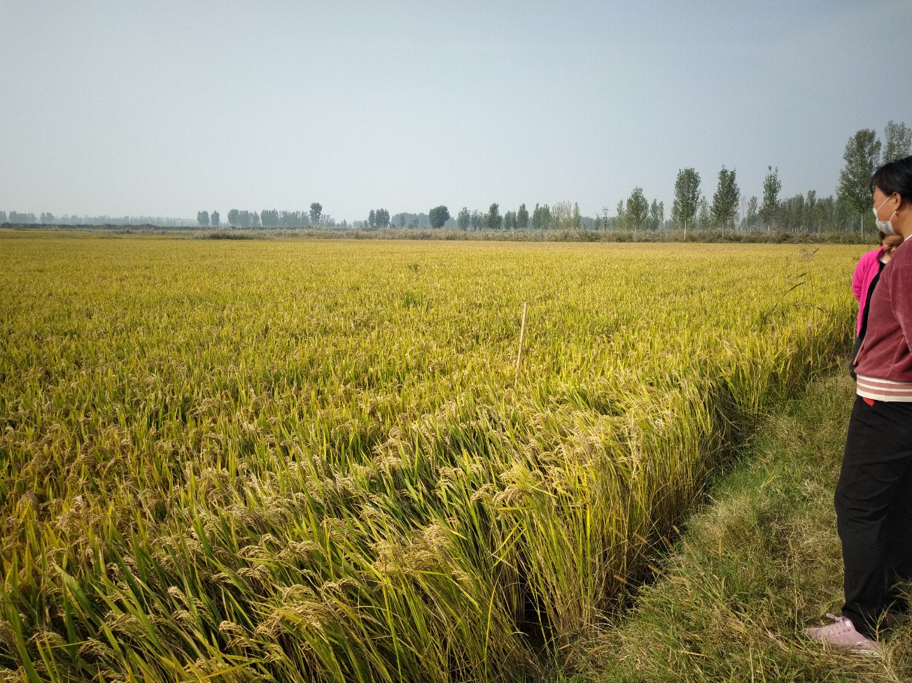田间情况 田间情况
