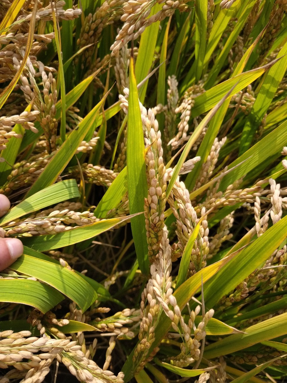 吉活速_.jpg 吉活速_.jpg