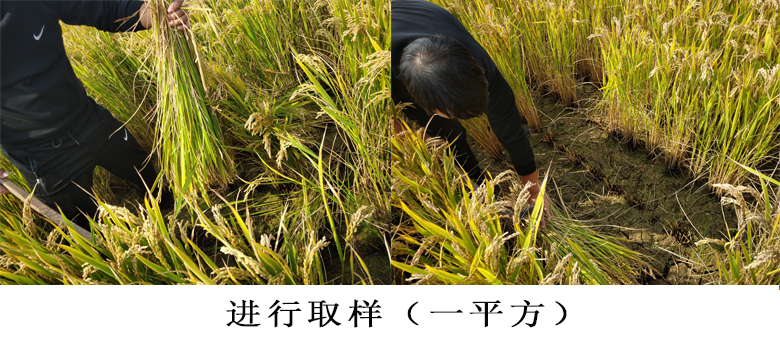 取样一平方.jpg 取样一平方.jpg