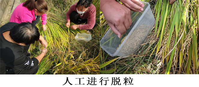 脱粒进行中 (2).jpg 脱粒进行中 (2).jpg