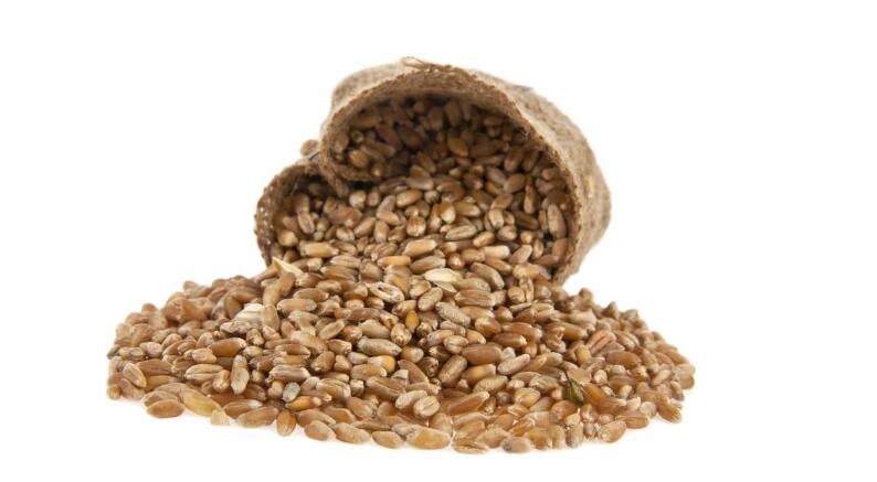 小麦选种 小麦选种