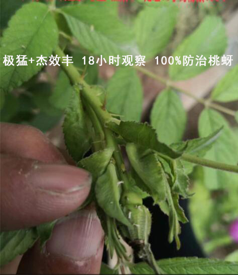 杀虫剂+杰效丰100%防治桃蚜