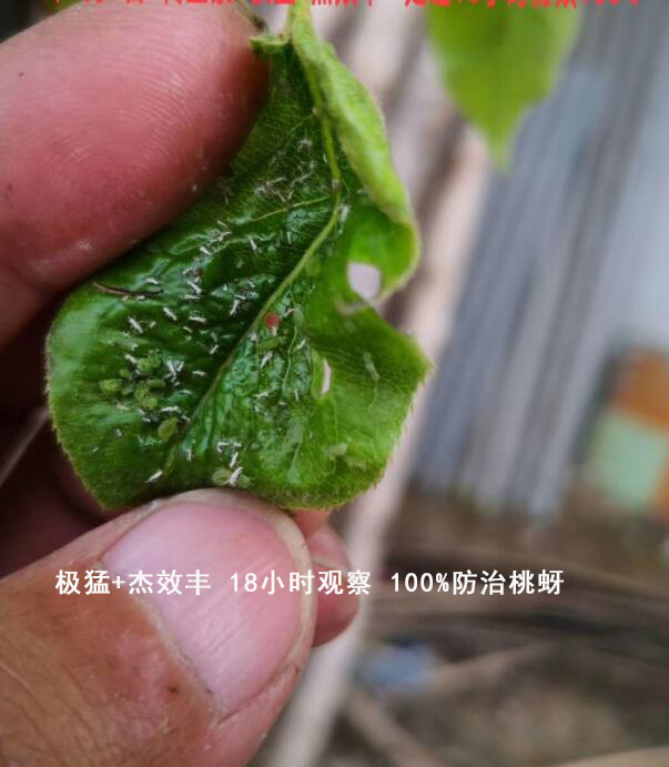 杀虫剂+杰效丰100%防治桃蚜