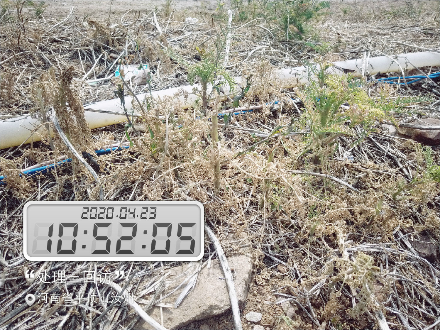 试验前(试验组三) 试验前(试验组三)