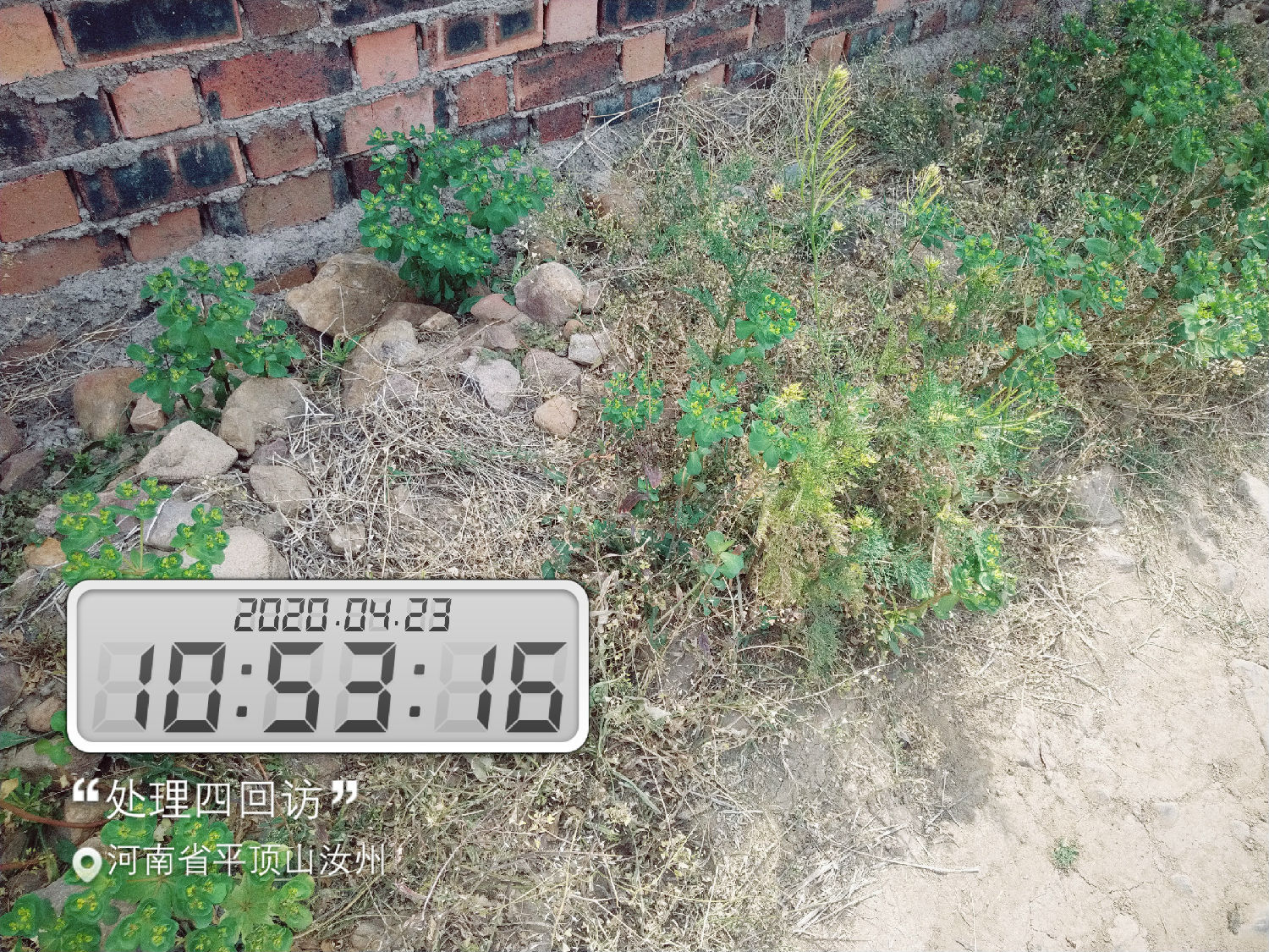 试验前(试验组四) 试验前(试验组四)