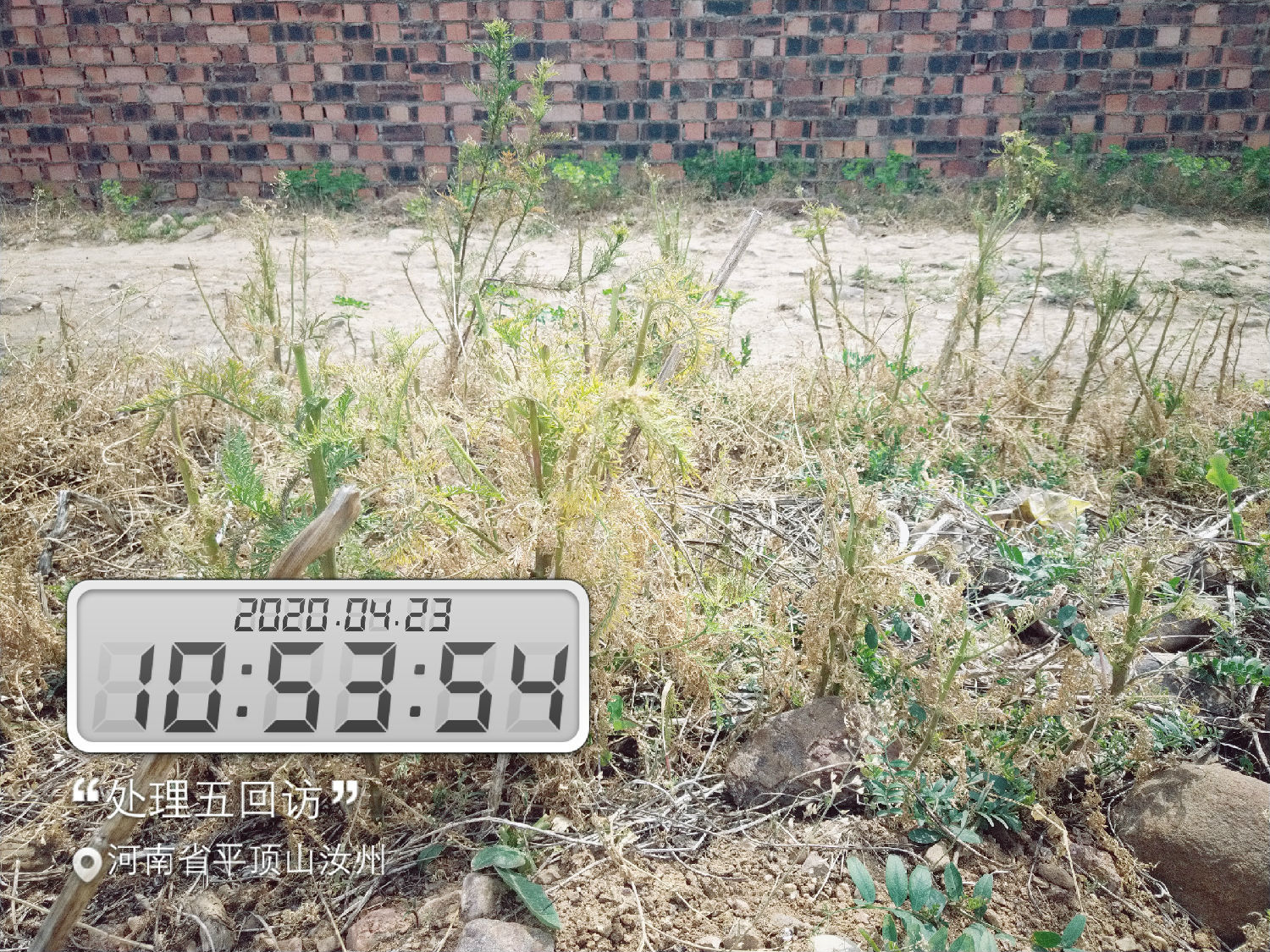 试验前(试验组五) 试验前(试验组五)