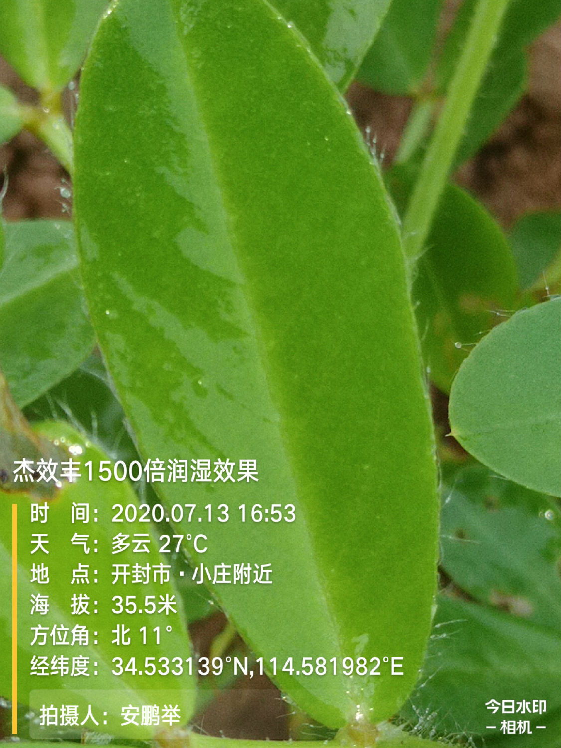 在花生页面形成药膜