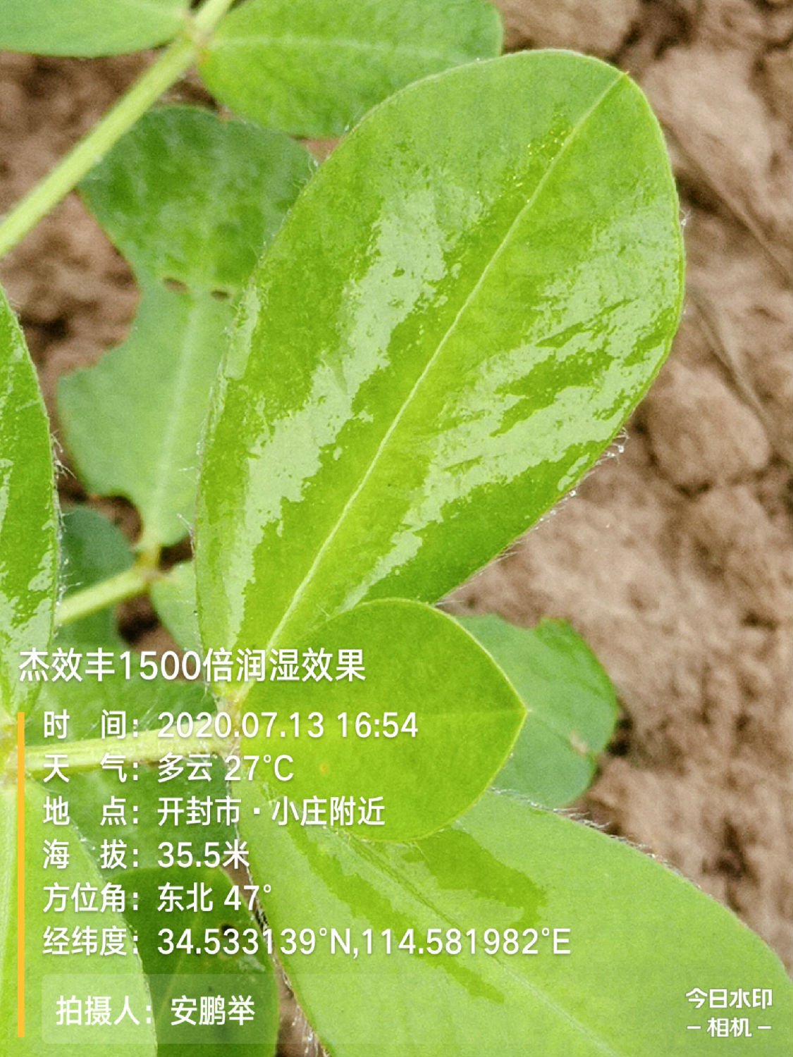 在花生页面形成药膜