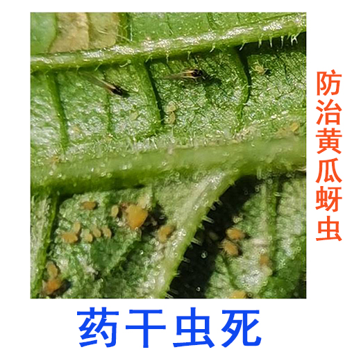 黄瓜防治西瓜蚜虫